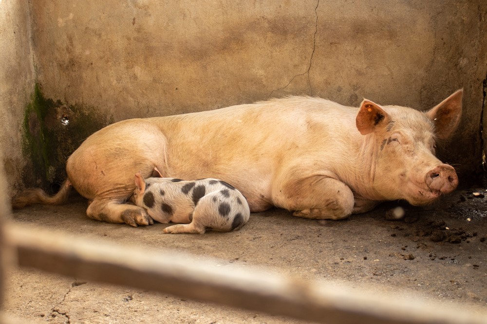 Familjens ena gris och kulting, Foto: Colin Nairn
