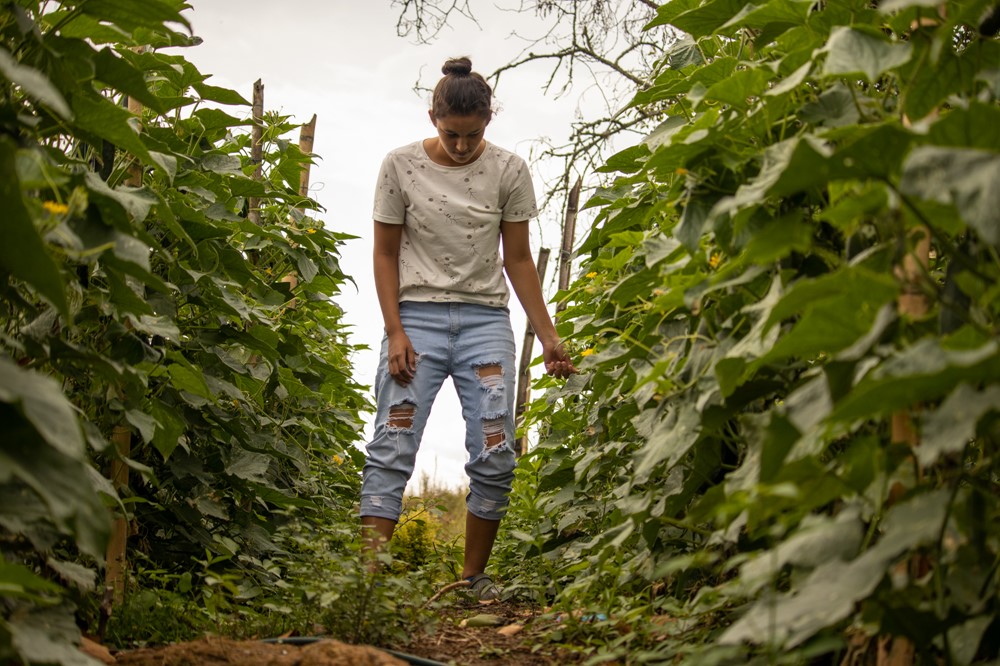 Juli bland familjens gurkor, Foto: Colin Nairn