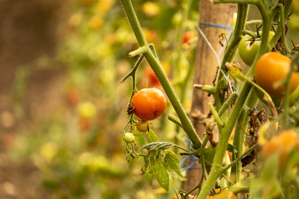 Tomater familjen odlar, Foto: Colin Nairn